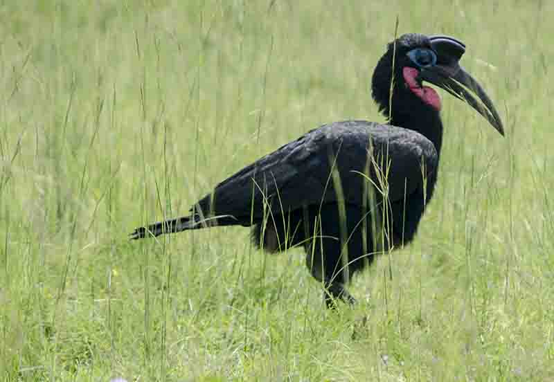 Abissinian Ground Hornbill - parque nacional de las cataratas Murchison - Uganda 1.jpg